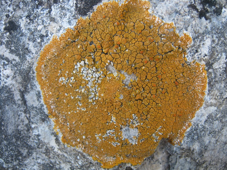 Caloplaca: Variet�